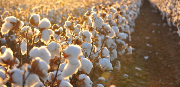 Cotton